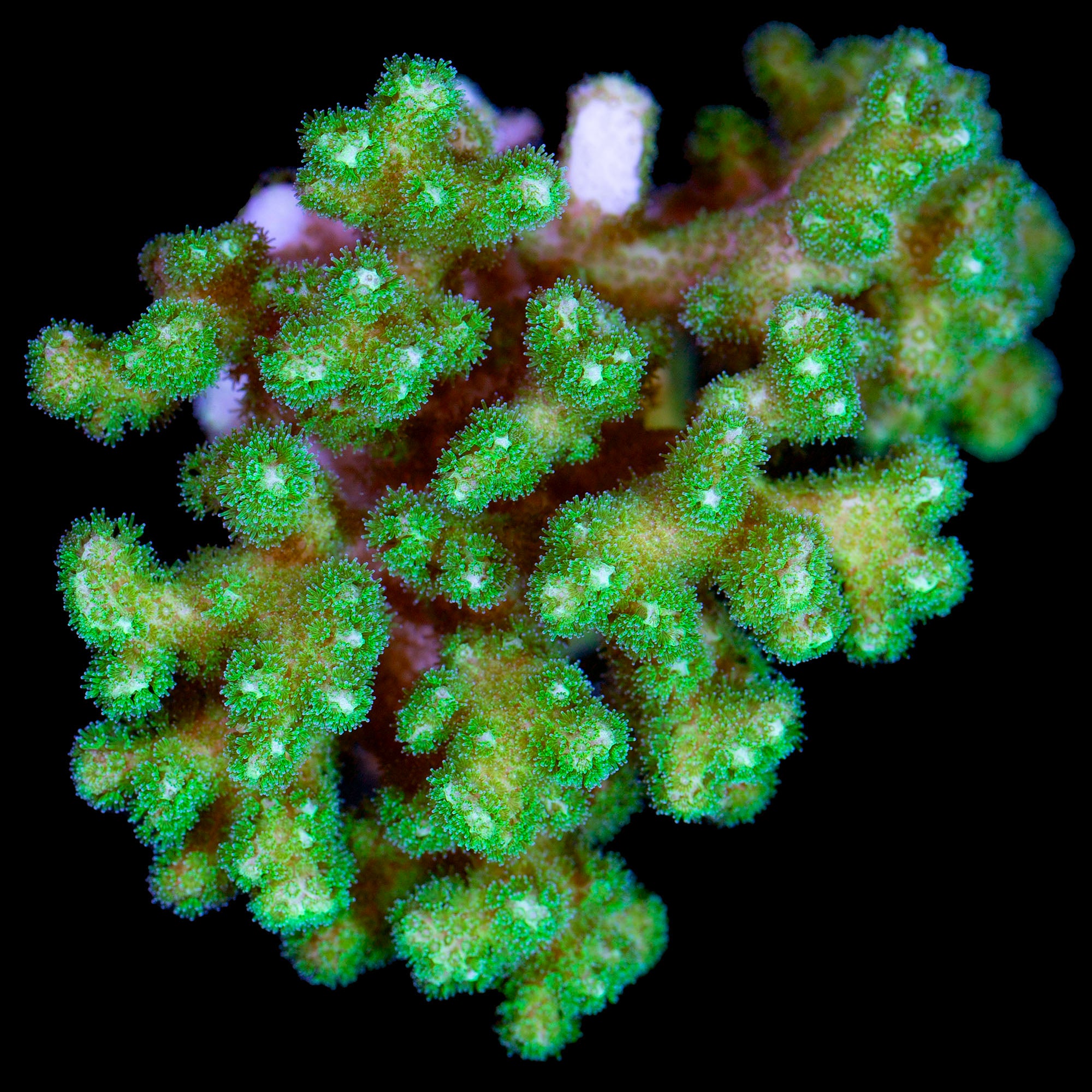 Green Pocillopora Coral Colony