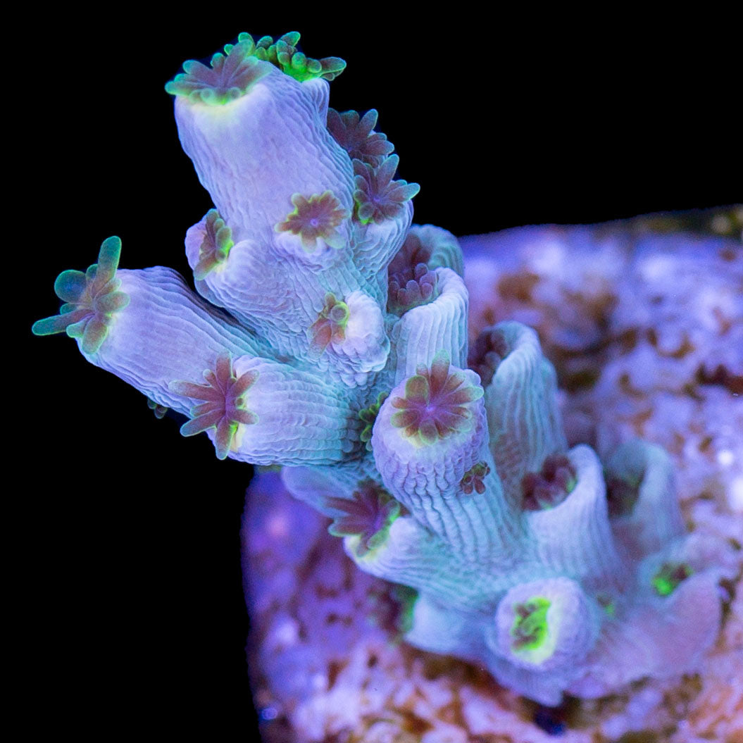 JF Sunday Driver Acropora Tenuis - 1st Release