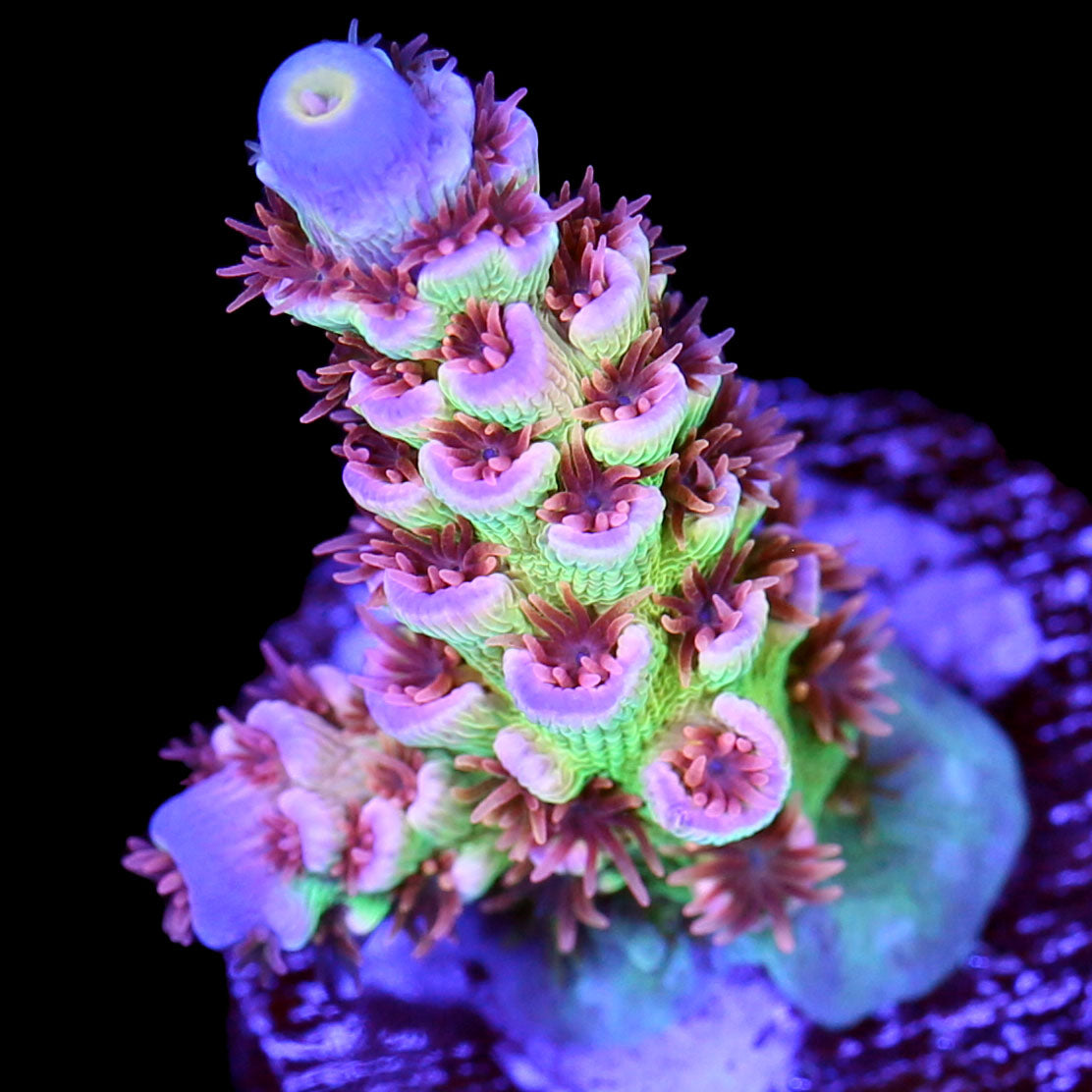 RRA Mardi Gras Acropora Coral