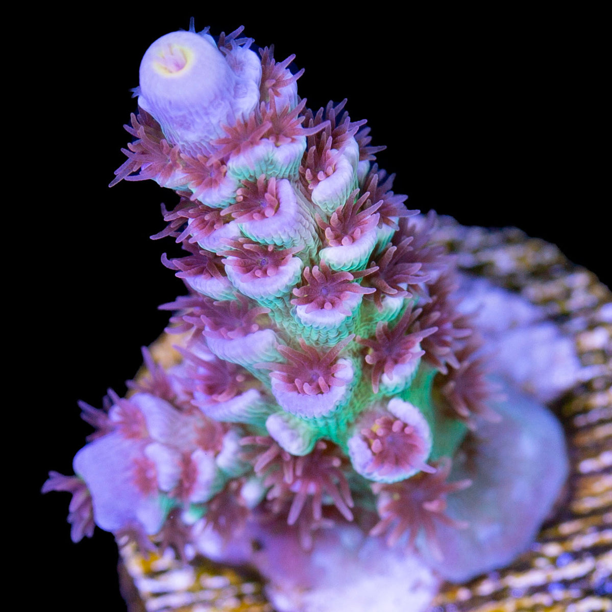 RRA Mardi Gras Acropora Coral Buy Live Coral for Sale Vivid Aquariums