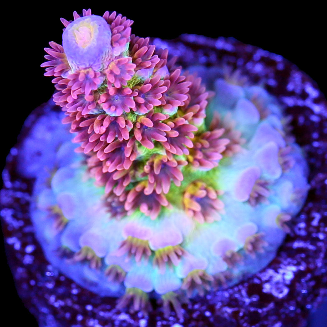 Vivid Tricolor Acropora Coral, Buy Live Coral for Sale