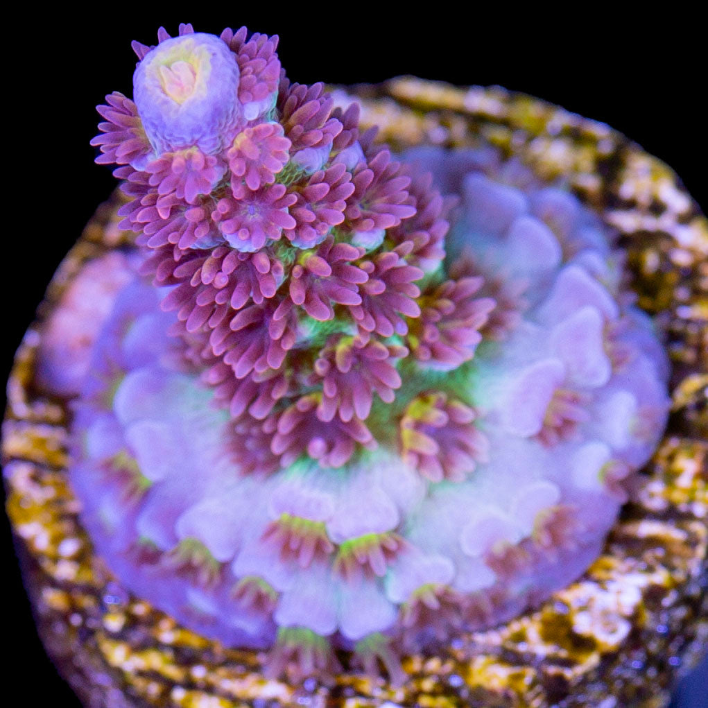 SKA Jackpot Acropora Coral