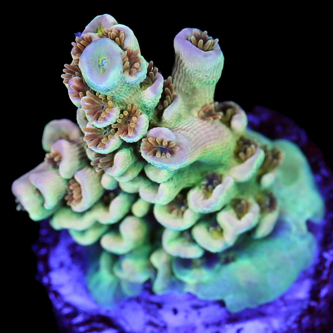 TRC Aquaman Acropora Coral