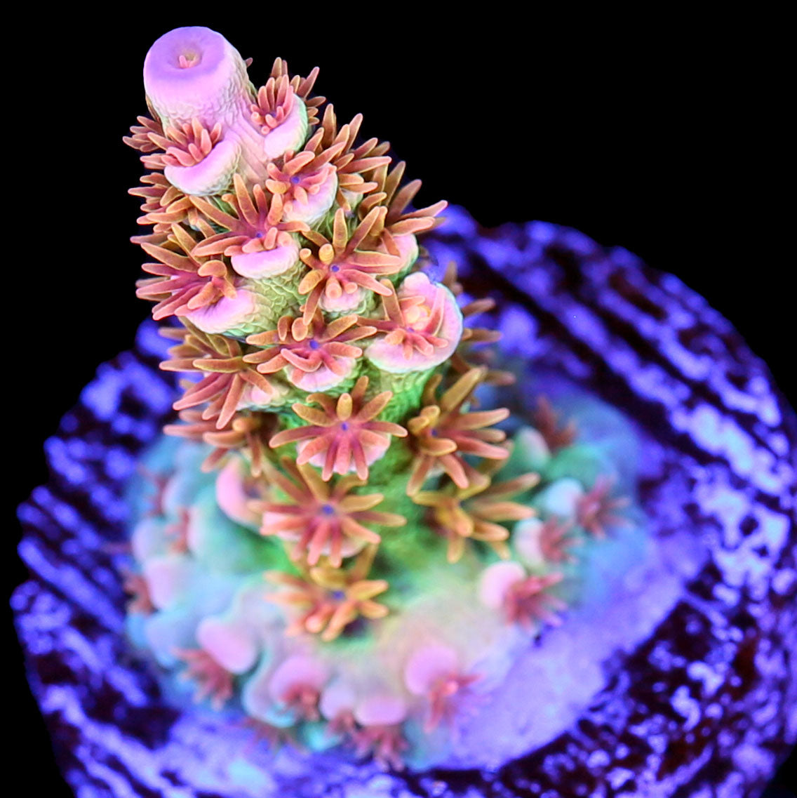 TRC Blanka Acropora Coral