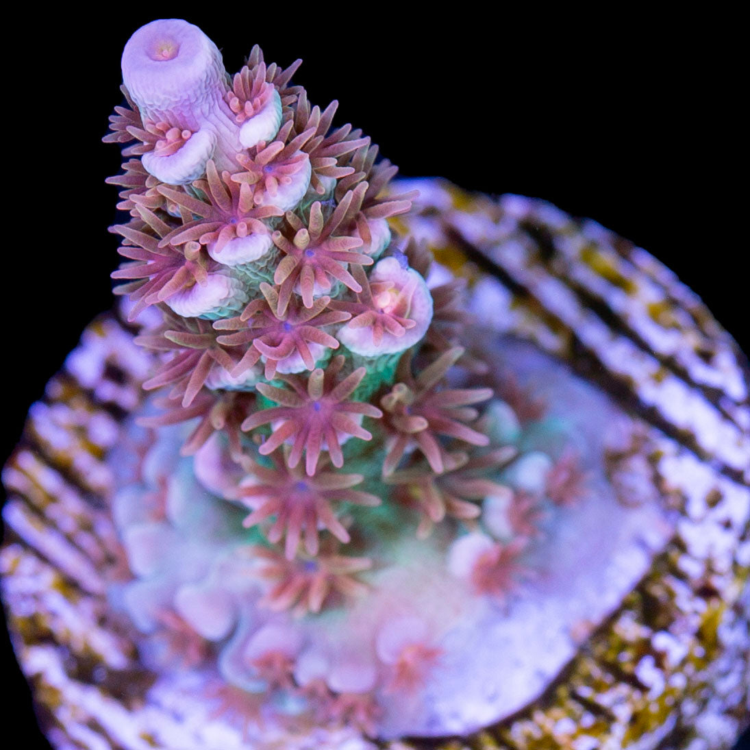TRC Blanka Acropora Coral