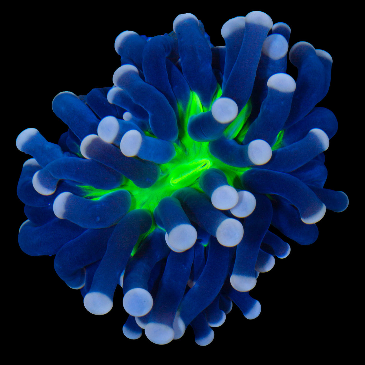 Joker Torch Coral
