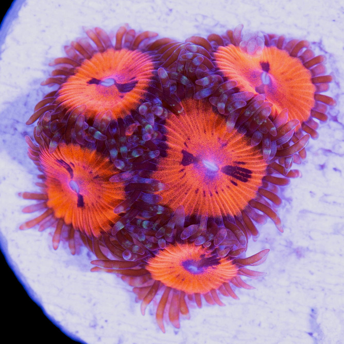 Vivid’s Agent Orange Zoanthids