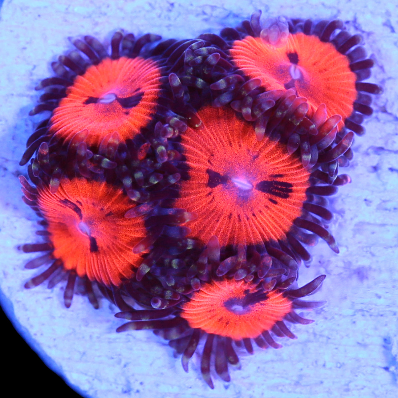 Vivid’s Agent Orange Zoanthids