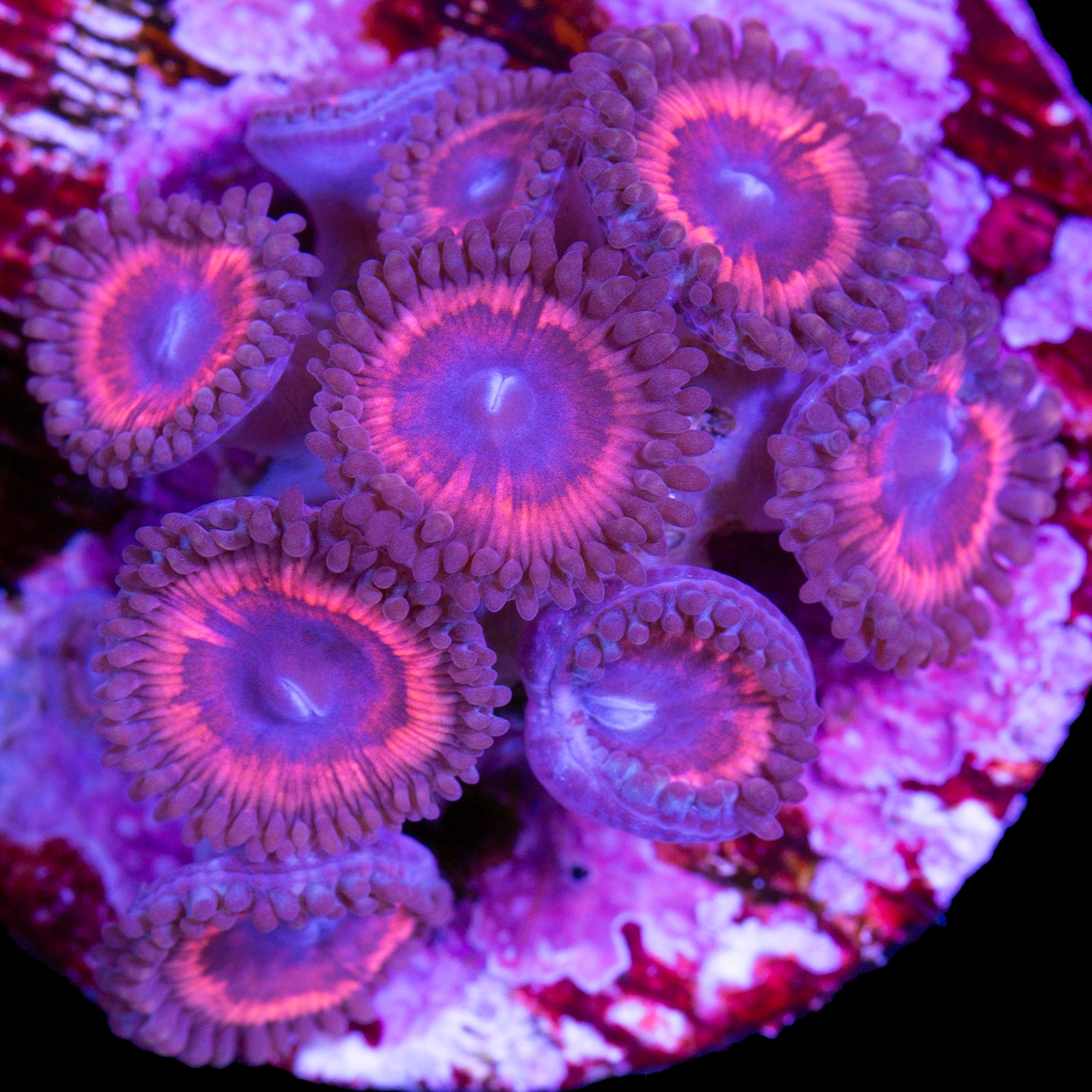 Vivid’s Armor of God Zoanthids