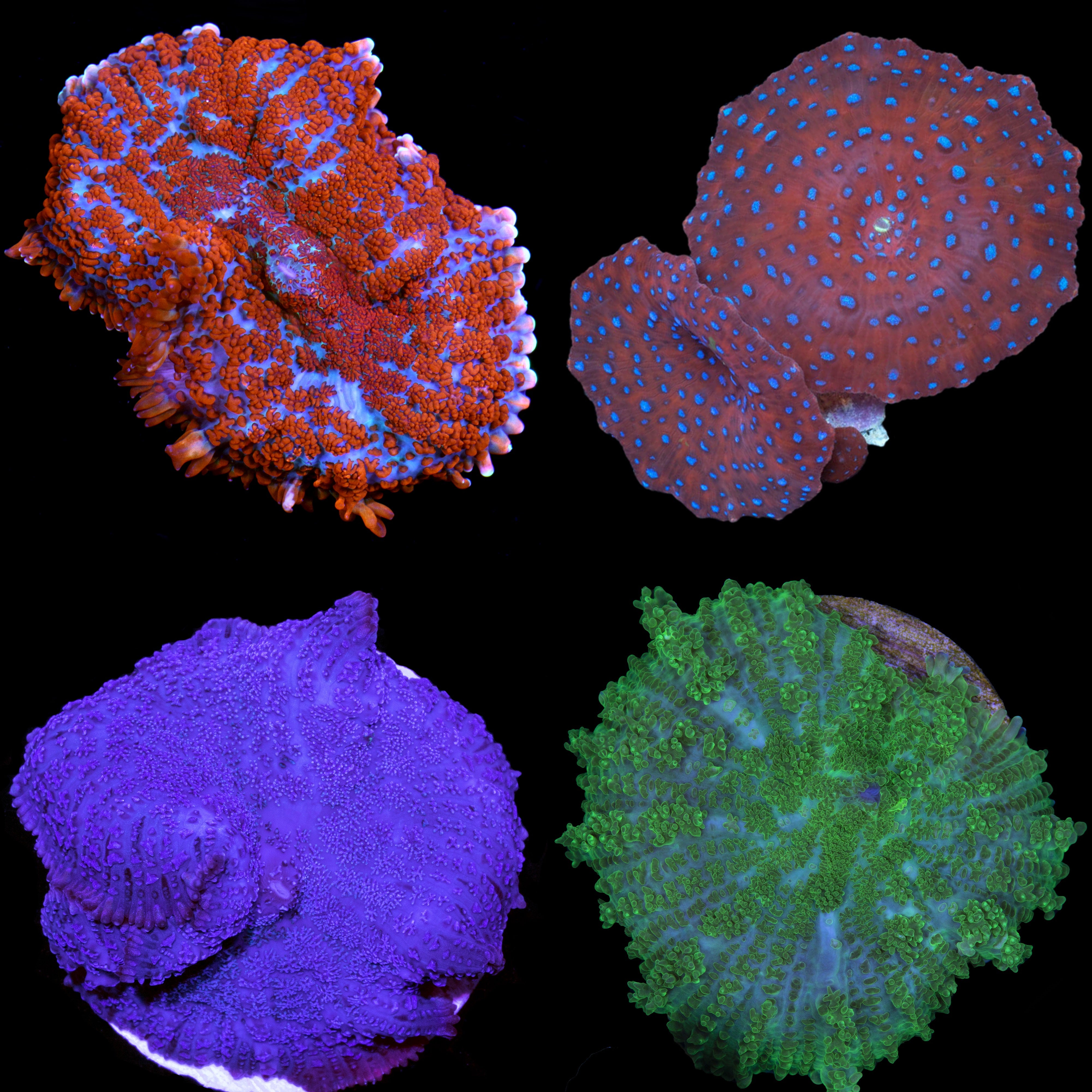Image result for Buy Blue Spotted Red Mushrooms | Live Coral for Sale - Vivid Aquariums