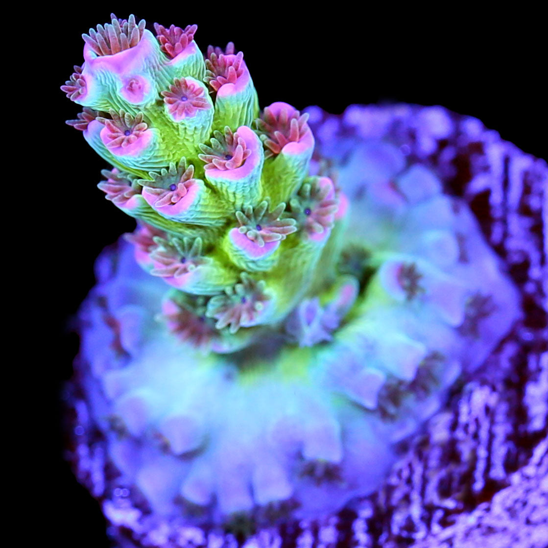 CC Pink Highlighter Acropora Coral