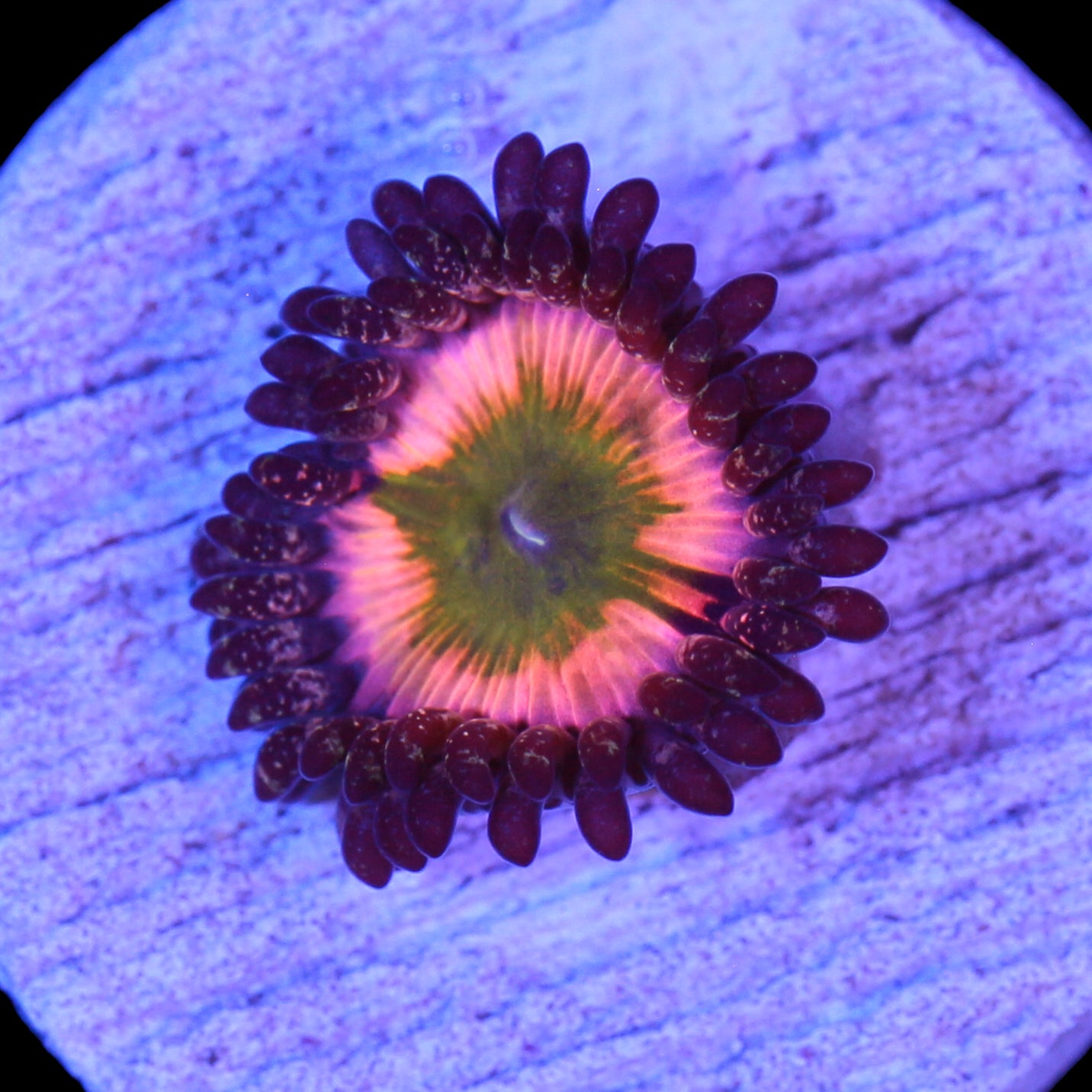 Vivid's Rainbow Infusion Zoanthids