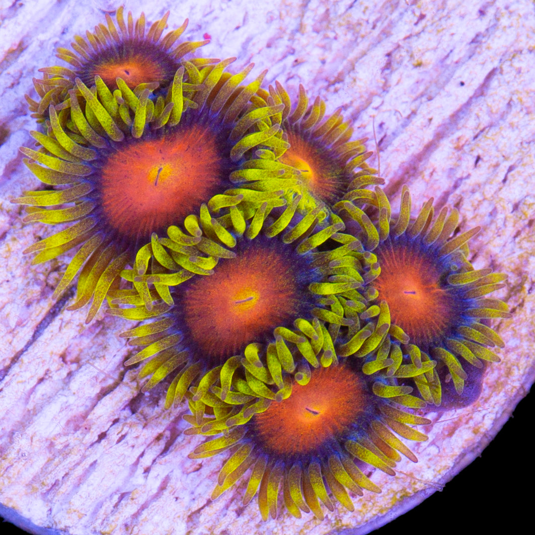 Vivid’s Dragon Eye Zoanthids