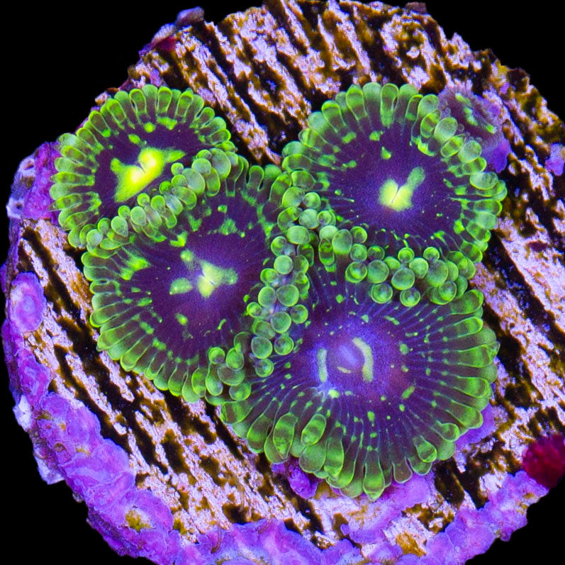 Exosphere Zoanthid Coral