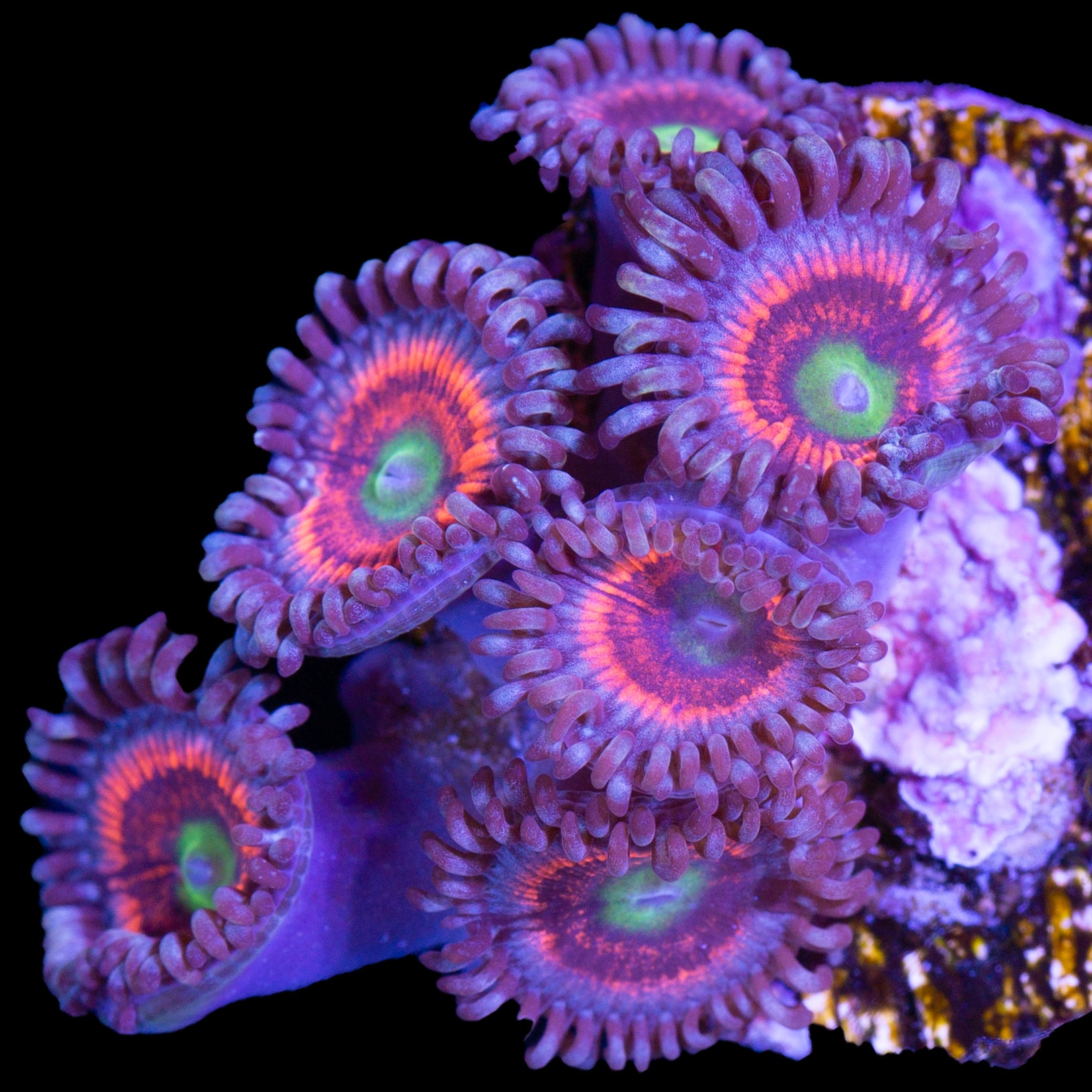 Vivid’s Gobstopper Zoanthids