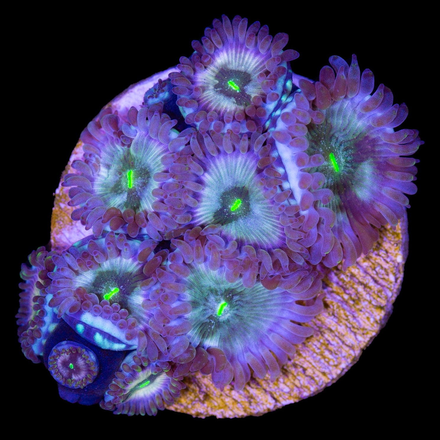 Aquacultured Corals for Sale Buy Aquacultured Corals Buy Live Coral