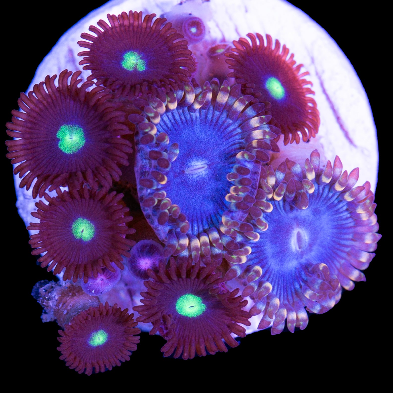 Vivid’s Homelander & Blue Bird Combo Zoanthids