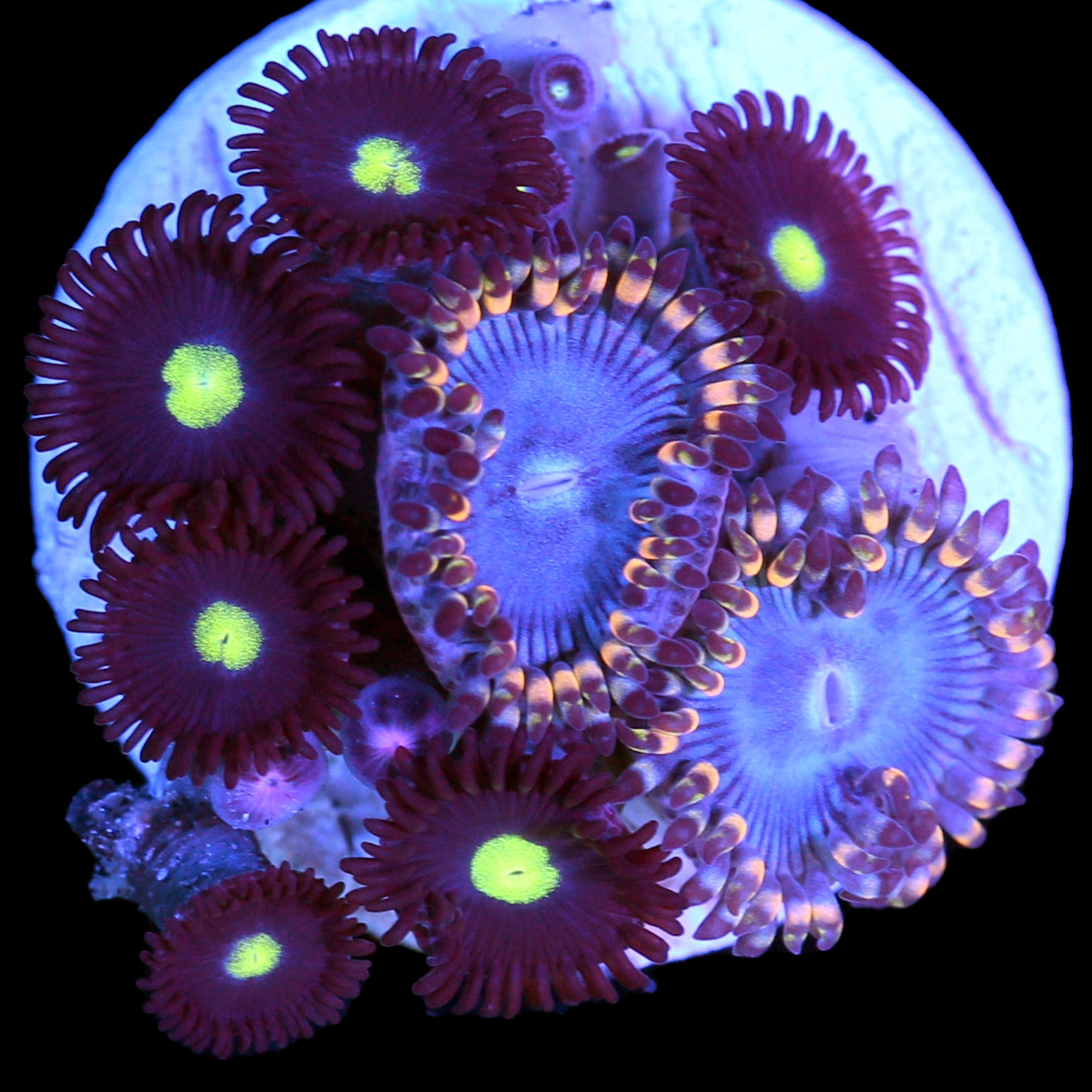 Vivid’s Homelander & Blue Bird Combo Zoanthids