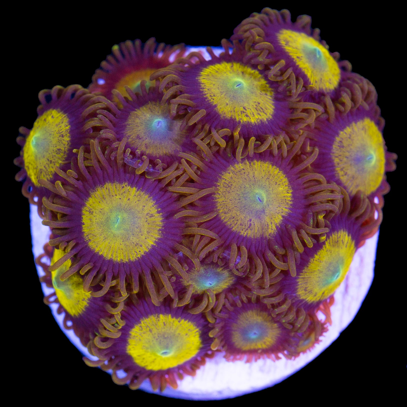 Vivid’s King Midas Zoanthids