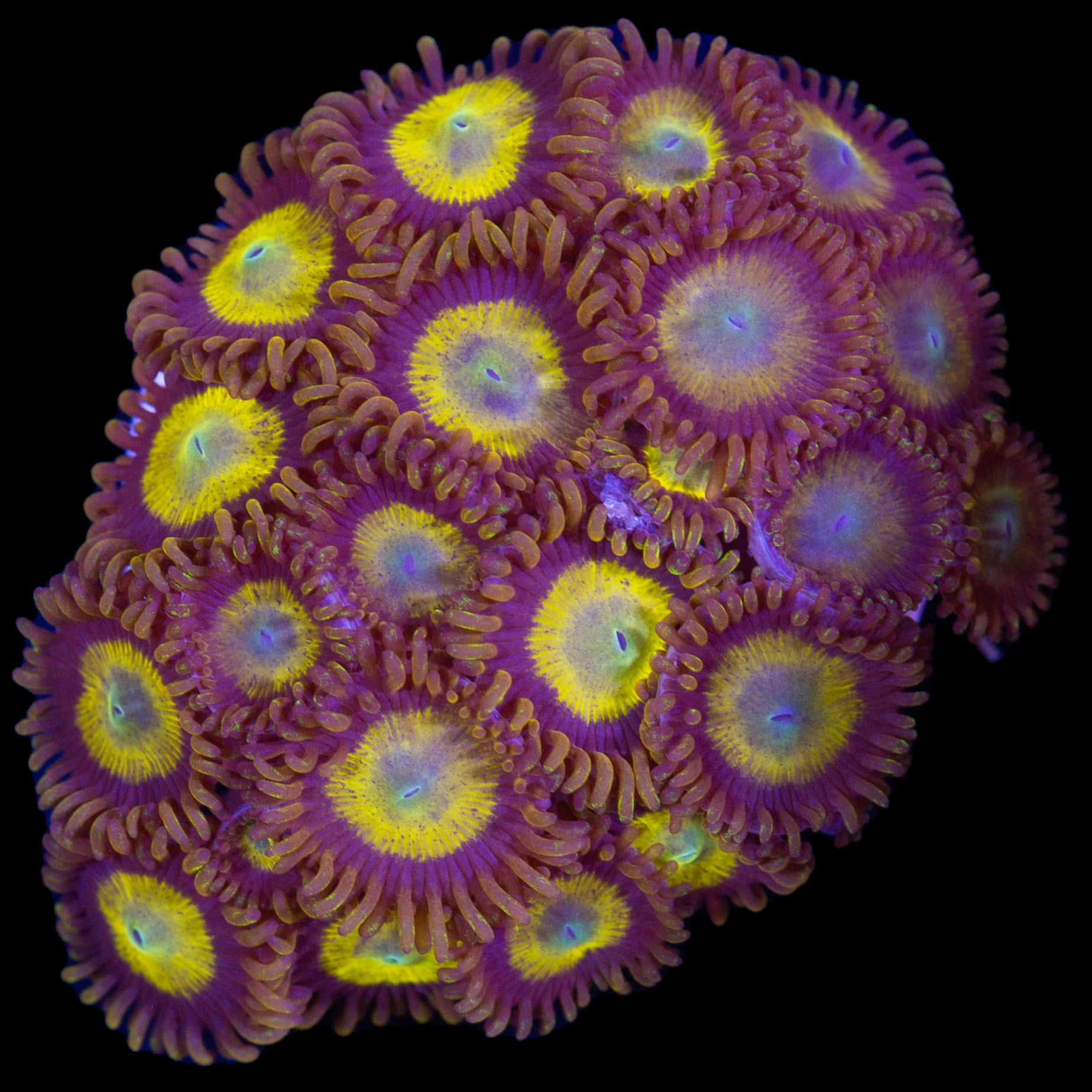 Vivid’s King Midas Zoanthids