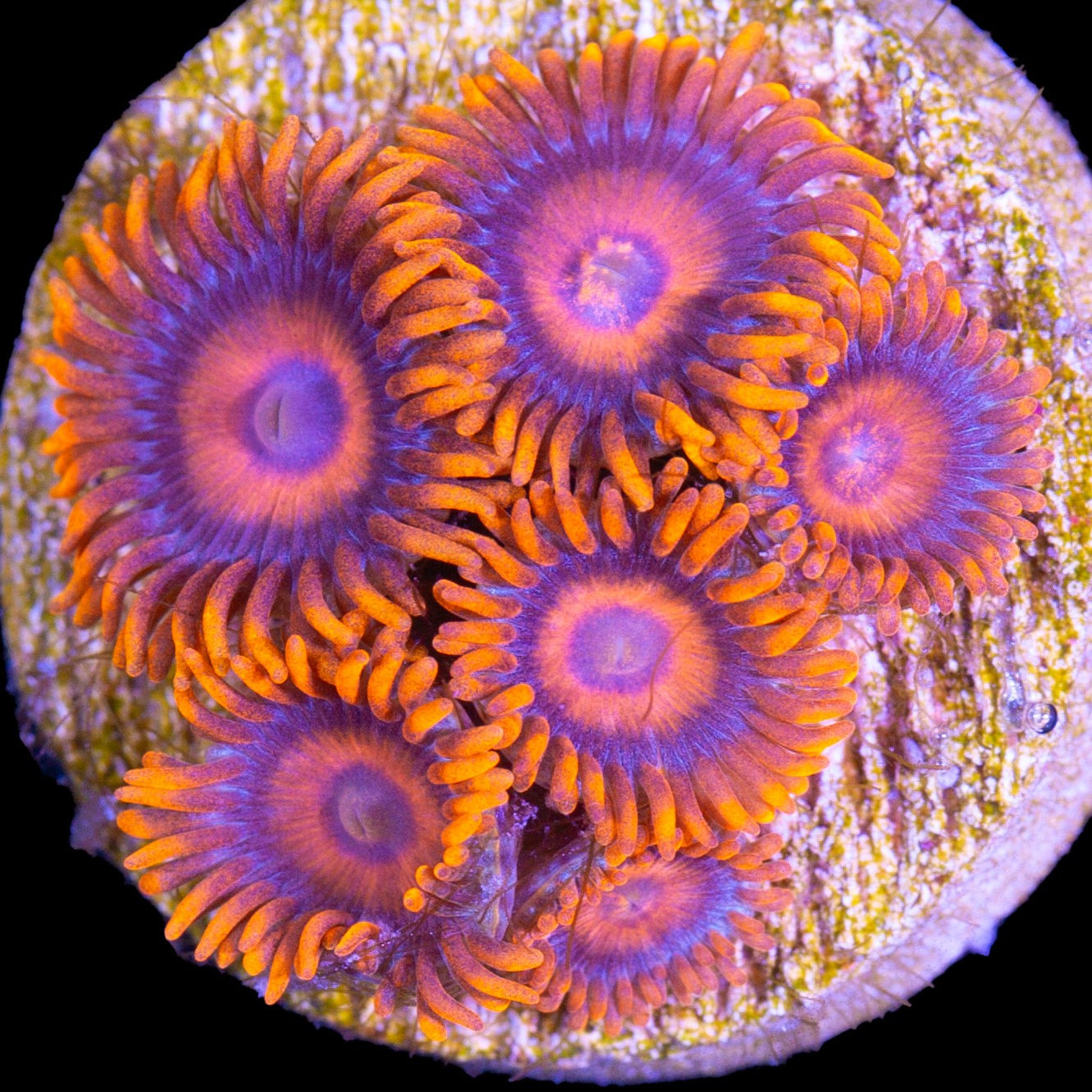 Vivid’s Orange Oxide Zoanthids