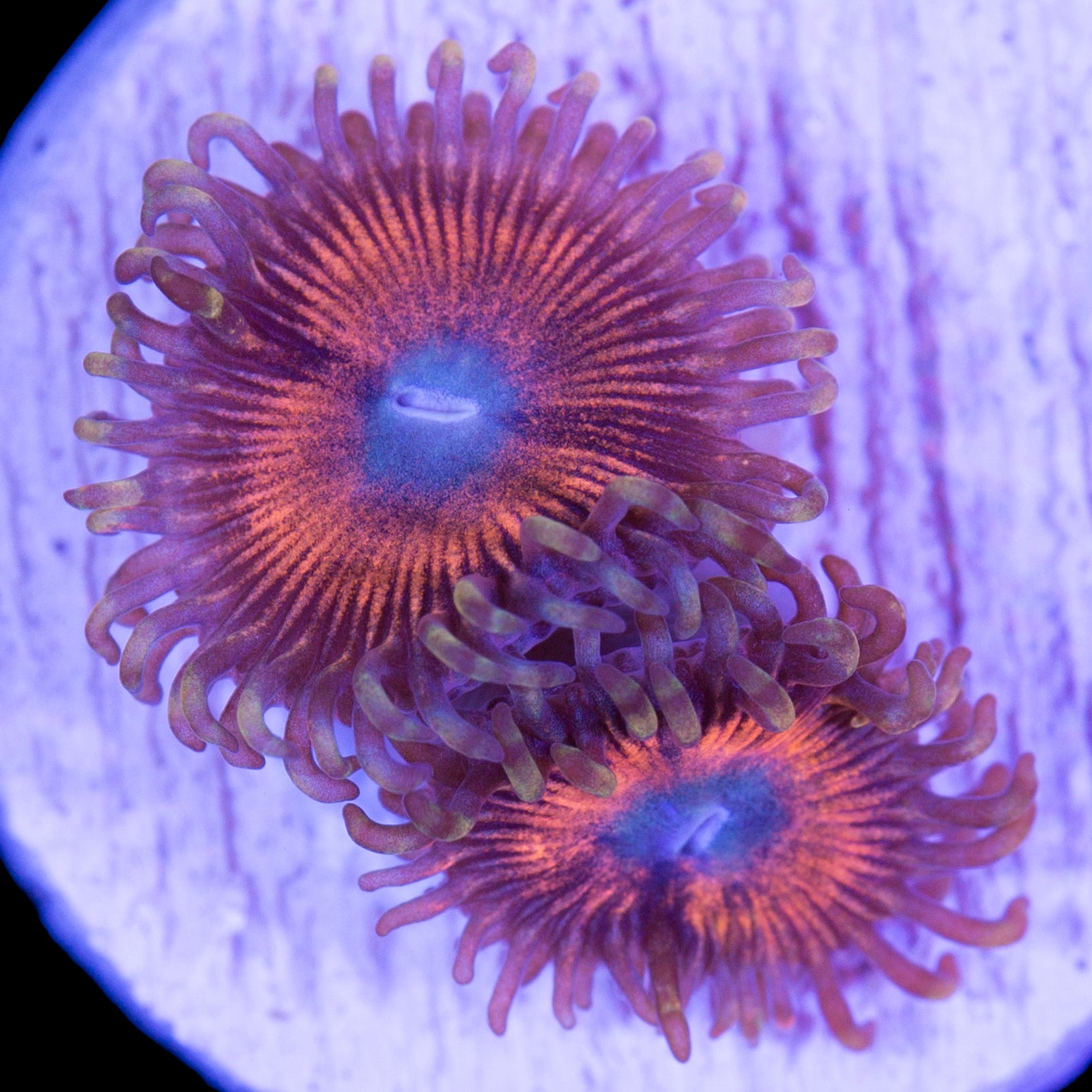 Vivid’s Passionfruit Zoanthids