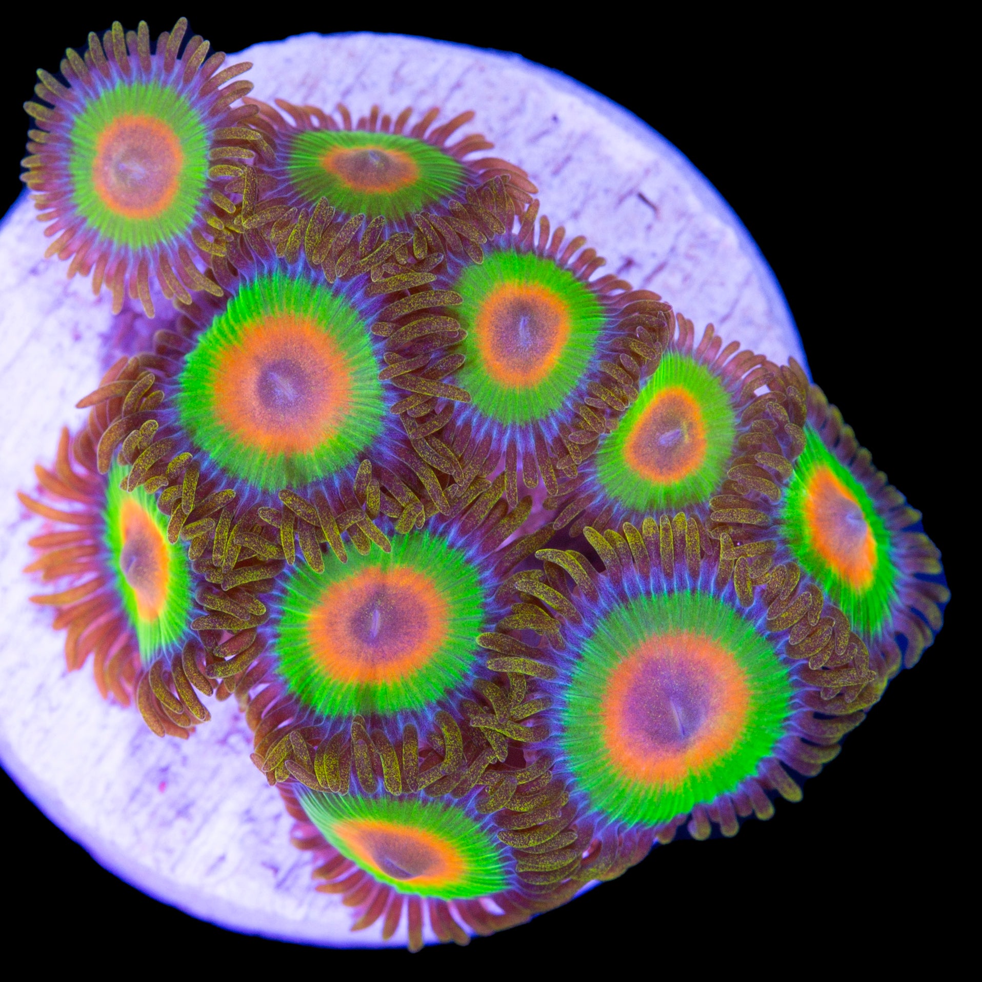 Vivid’s Rasta Zoanthids