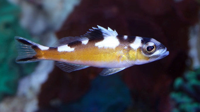 Buy Tobacco Basslet Online | Saltwater Aquarium Fish and Coral | Vivid Aquariums