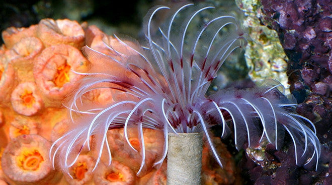 Buy Colored Dwarf Feather Duster Online | Saltwater Aquarium Fish and Coral | Vivid Aquariums