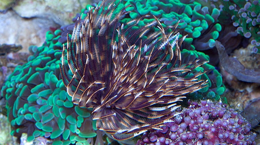 Buy Giant Feather Duster Online | Saltwater Aquarium Fish and Coral | Vivid Aquariums