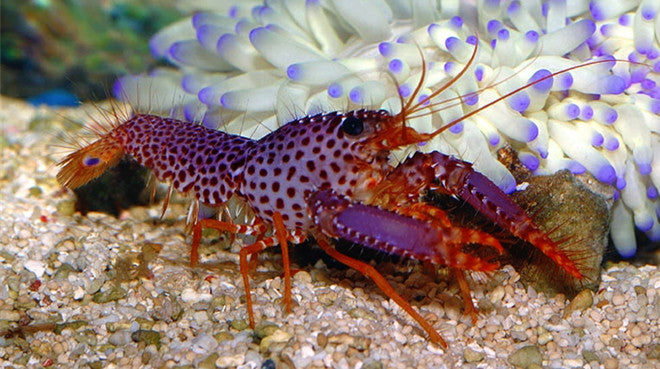 Buy Purple Lobster Online  Aquarium Inverts for Sale - Vivid