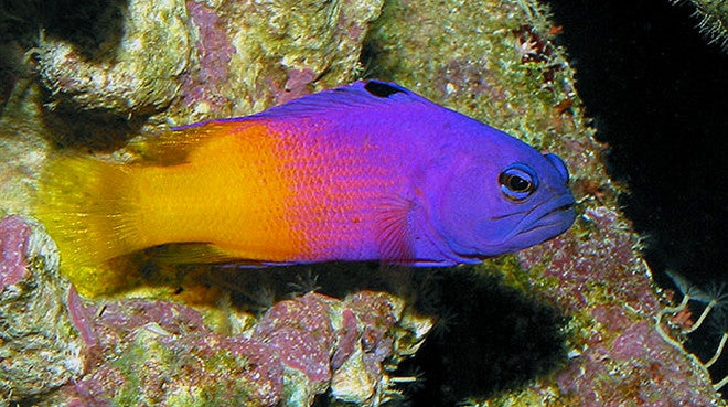 Buy Royal Gramma Online | Saltwater Aquarium Fish and Coral | Vivid Aquariums
