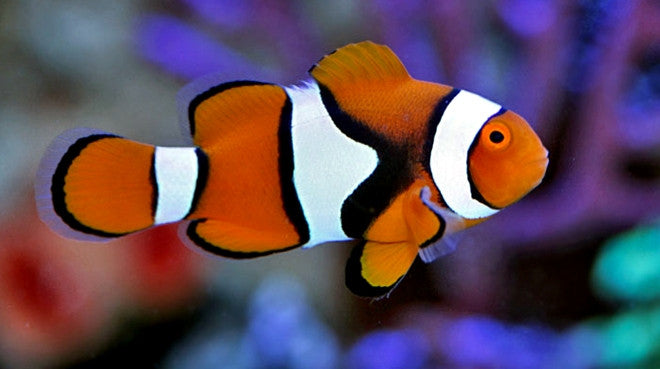Buy Percula Clownfish Online | Saltwater Fish Sale