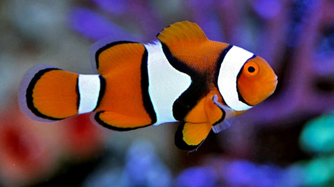 Buy Percula Clownfish Online | Saltwater Aquarium Fish and Coral | Vivid Aquariums