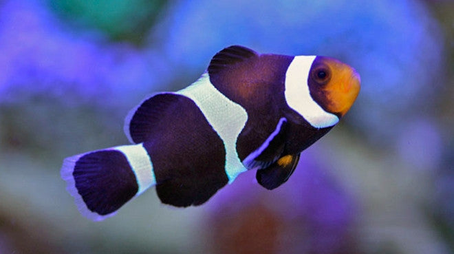 Buy Black & White Ocellaris Clownfish Online | Saltwater Aquarium Fish and Coral | Vivid Aquariums