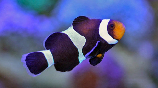 Black hot sale ocellaris clownfish