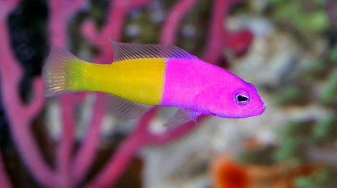 Buy Bicolor Pseudochromis Online | Saltwater Aquarium Fish and Coral | Vivid Aquariums