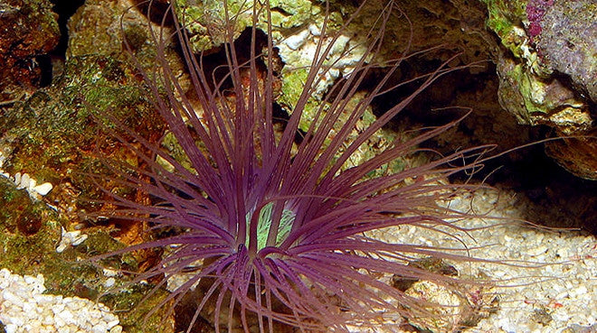 Buy Purple Tube Anemone Online | Saltwater Aquarium Fish and Coral | Vivid Aquariums