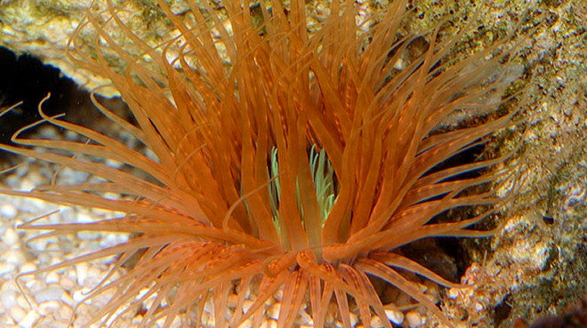 Buy Orange Tube Anemone Online | Saltwater Aquarium Fish and Coral | Vivid Aquariums