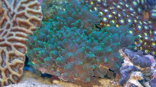 Buy Bubble Tip Anemone Online | Saltwater Aquarium Fish and Coral | Vivid Aquariums