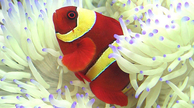 Buy Blue Tip Sebae Anemone Online | Saltwater Aquarium Fish and Coral | Vivid Aquariums