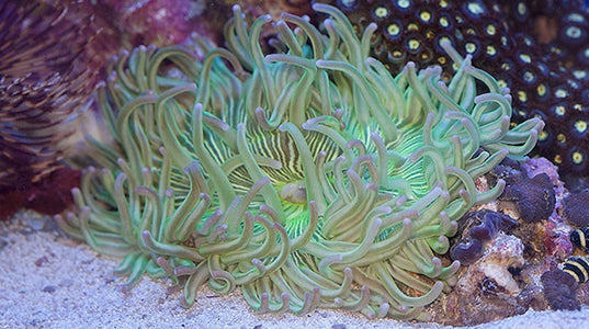 Buy Long Tentacle Anemone Online | Saltwater Aquarium Fish and Coral | Vivid Aquariums