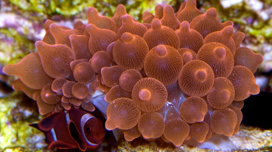 Buy Rose Bubble Tip  Anemone Online | Saltwater Aquarium Fish and Coral | Vivid Aquariums