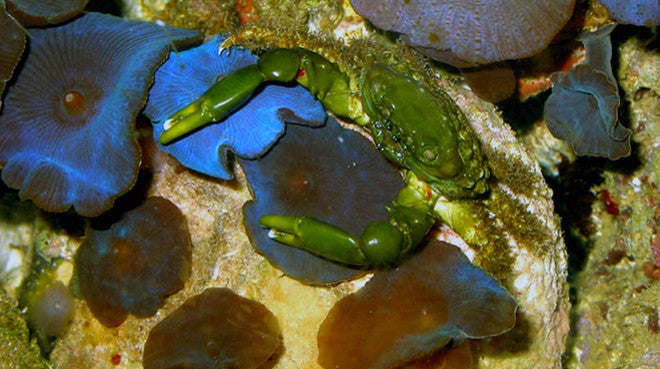 Buy Emerald Crab Online | Saltwater Aquarium Fish and Coral | Vivid Aquariums
