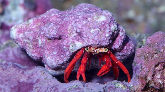 coral reef crab
