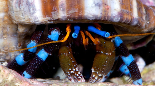 Buy Electric Blue Hermit Crab Online | Saltwater Aquarium Fish and Coral | Vivid Aquariums