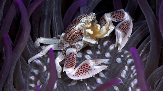 Buy Porcelain Anemone Crab Online | Saltwater Aquarium Fish and Coral | Vivid Aquariums