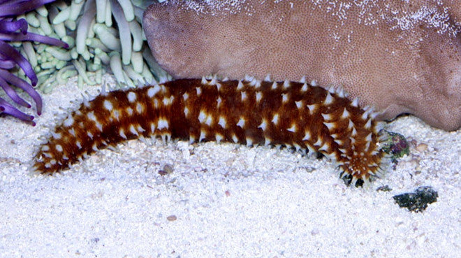 Buy Tiger Tail Cucumber Online | Saltwater Aquarium Fish and Coral | Vivid Aquariums