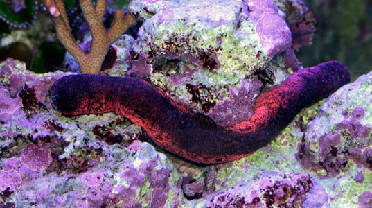 Buy Pink & Black Sea Cucumber Online | Saltwater Aquarium Fish and Coral | Vivid Aquariums