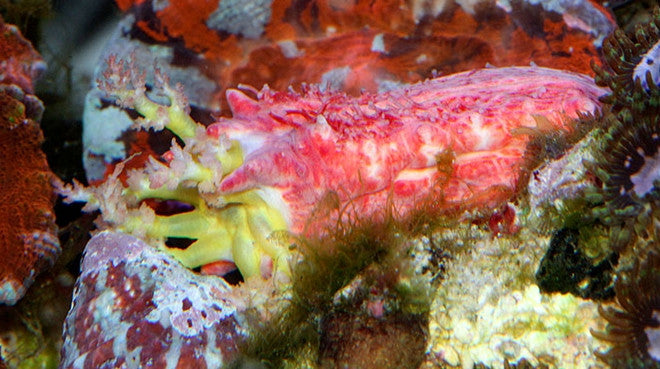 Buy Spiny Sea Cucumber Online | Saltwater Aquarium Fish and Coral | Vivid Aquariums